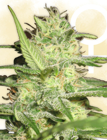 Critical Go